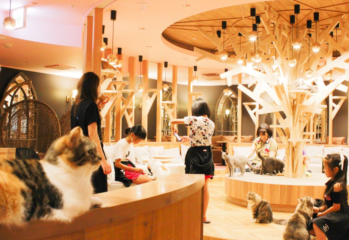 愛知・名古屋の動物カフェ「猫カフェMOCHA 名古屋栄店」