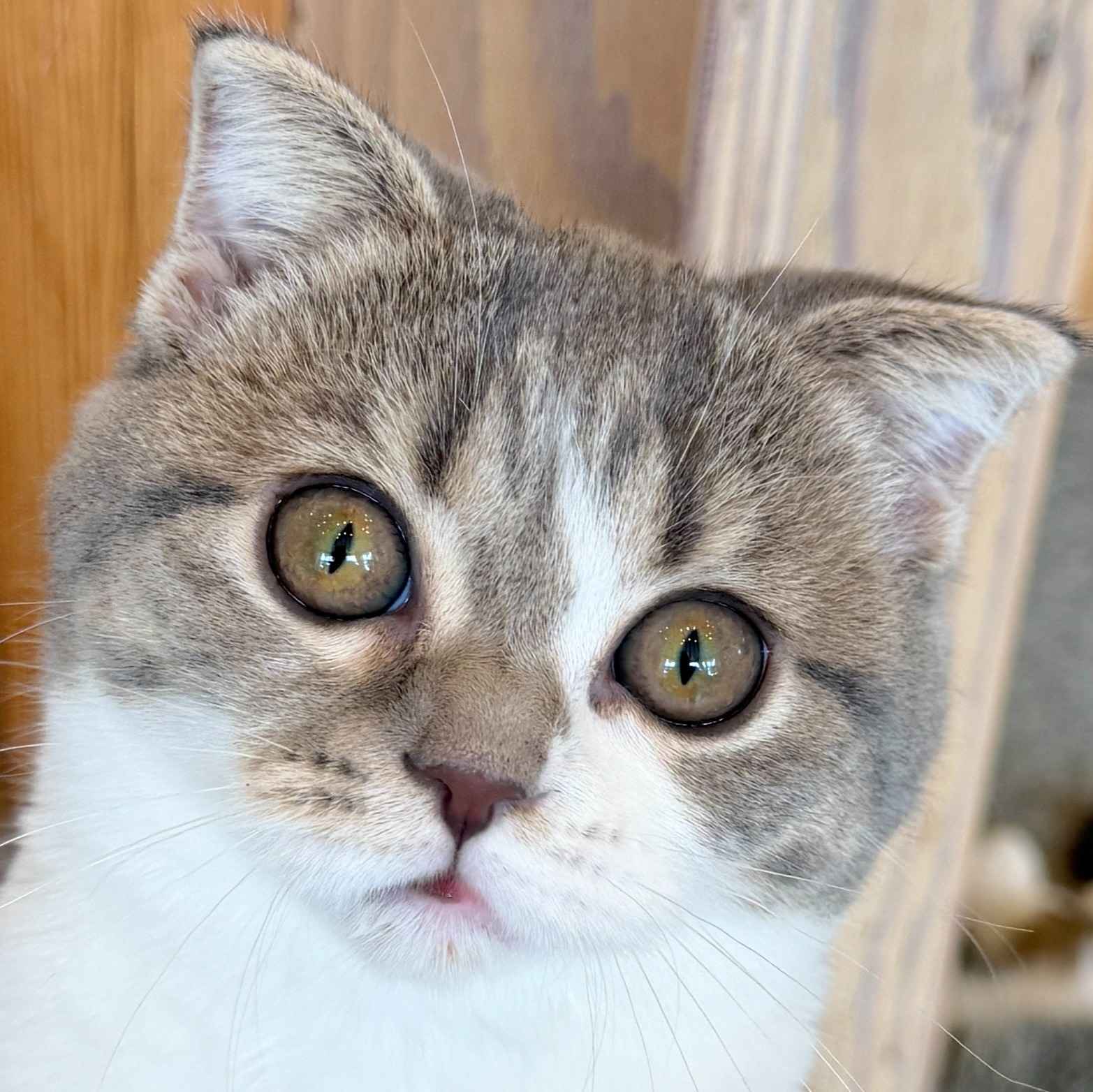 たんぽぽ