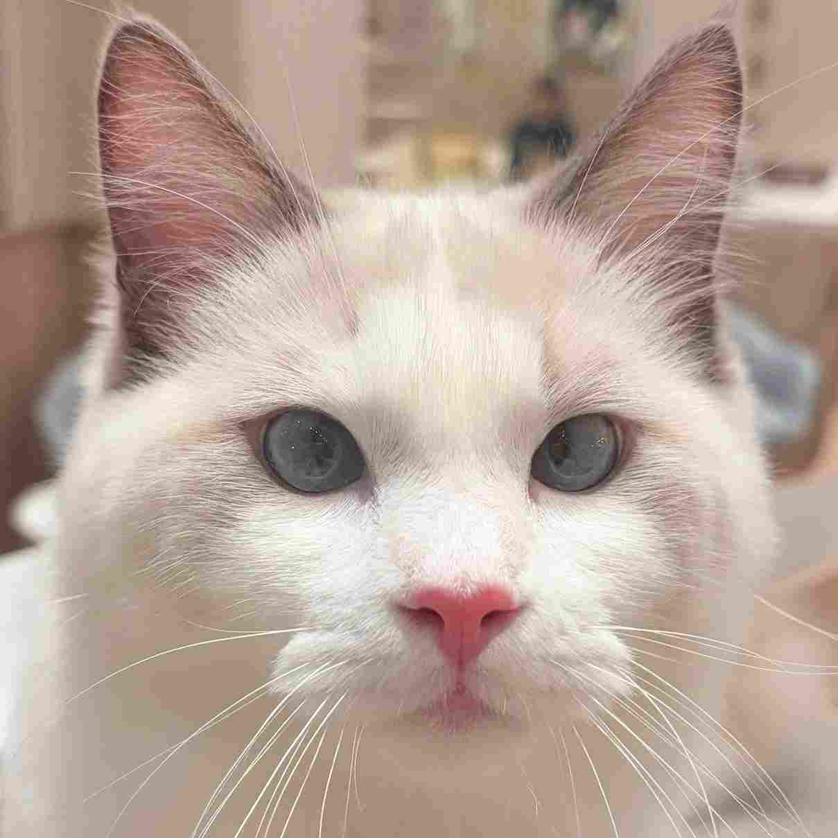 しらこ