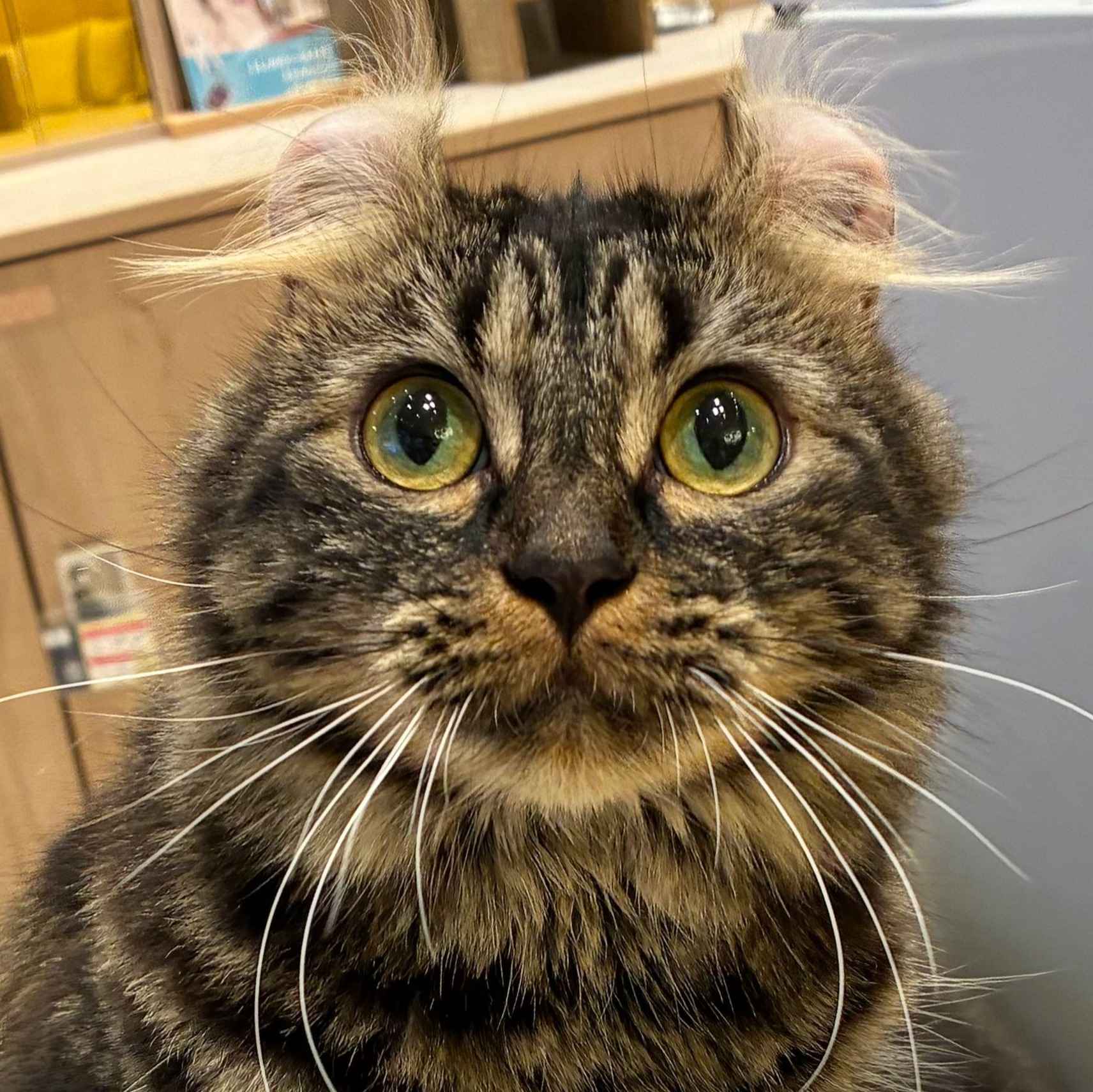 ショコラ