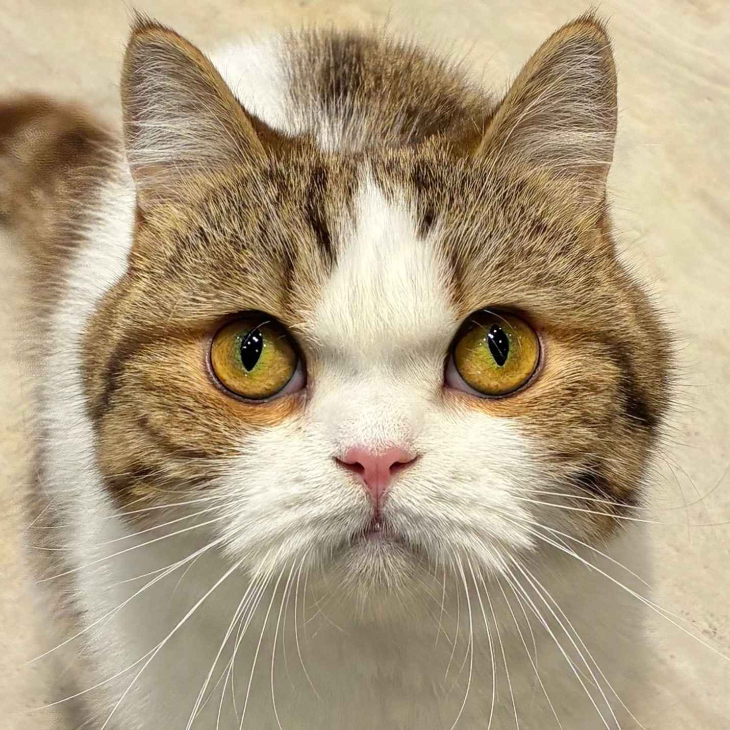 ミロ