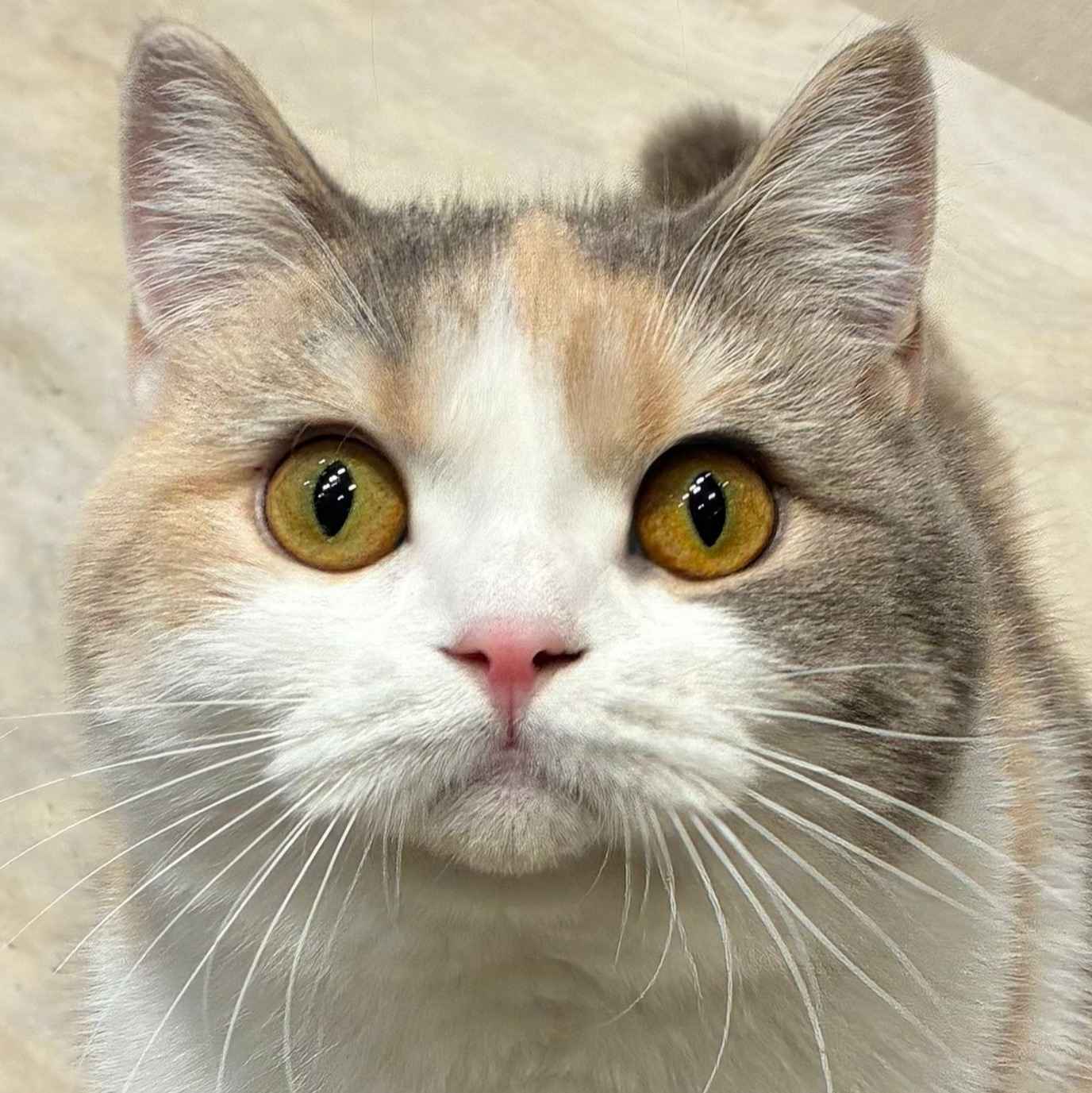 ミル
