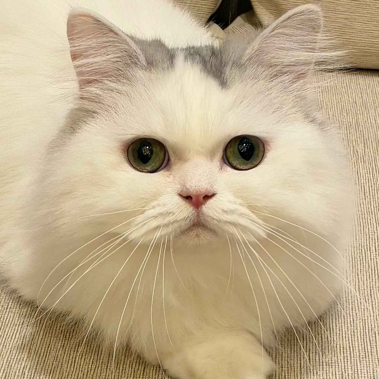 わたげ