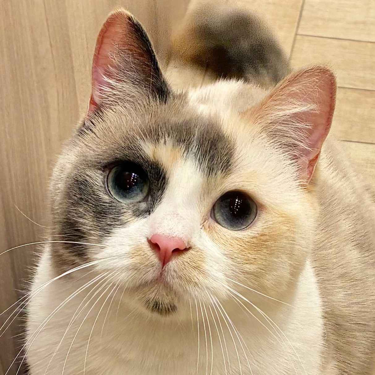 マール
