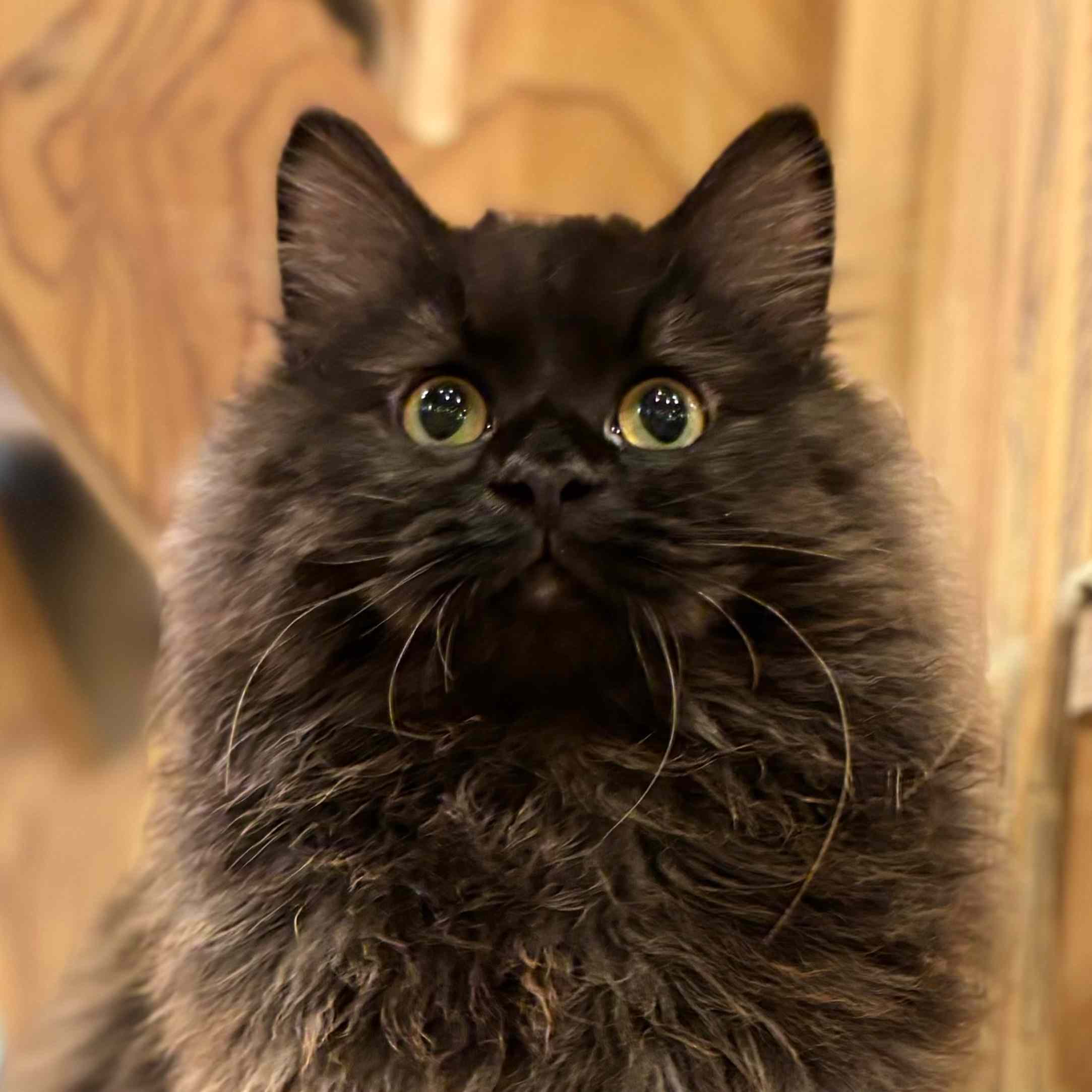 黒蜜