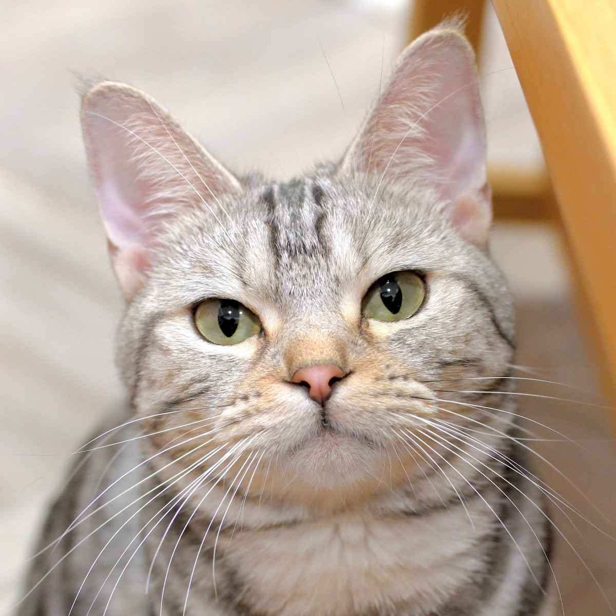 ナナ