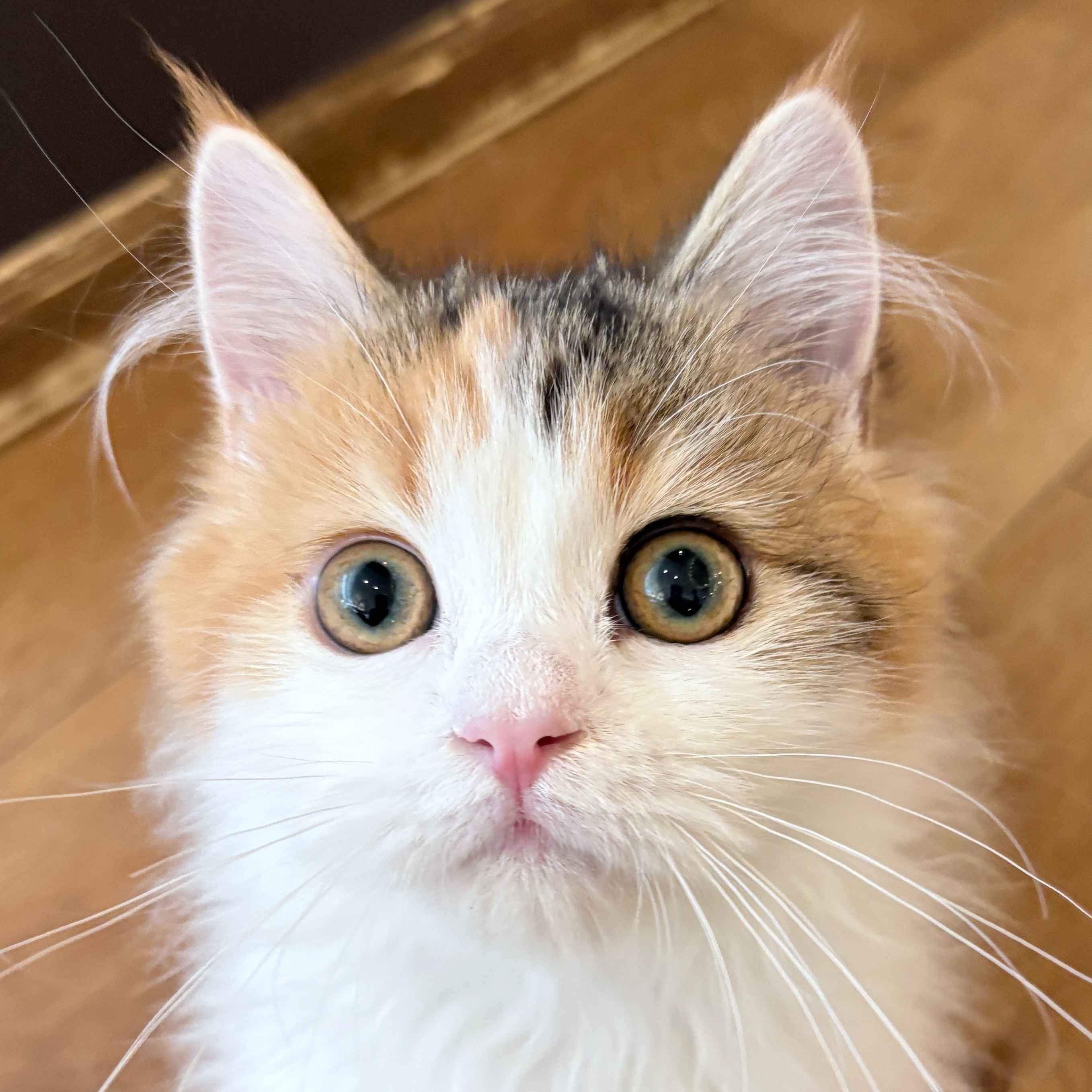 ティア