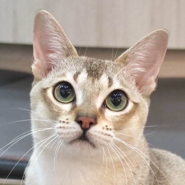 イヴ