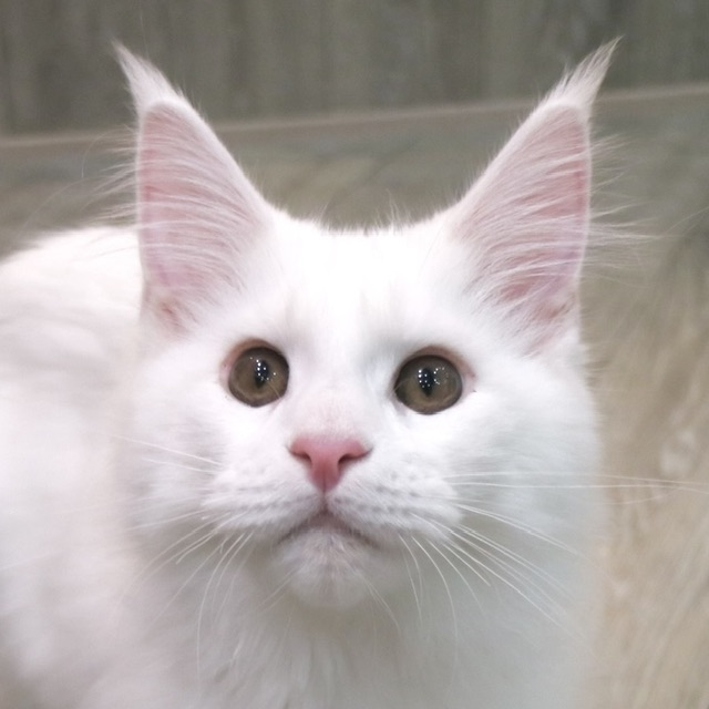 バニラ
