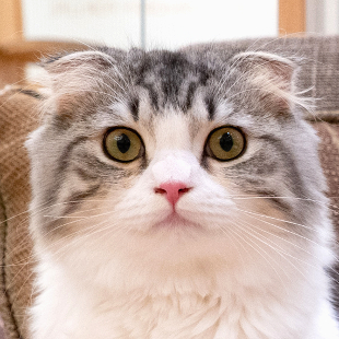 ダヤン