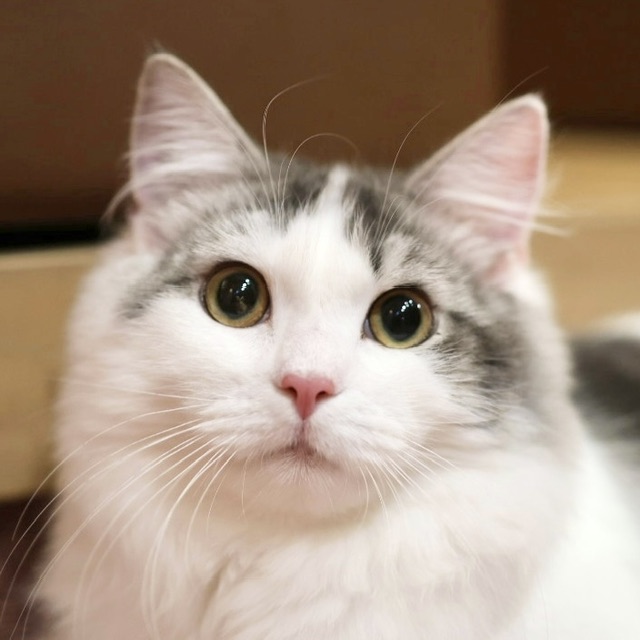 わさび