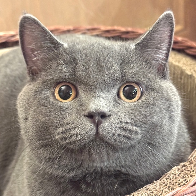 こてつ