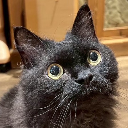 クロミ