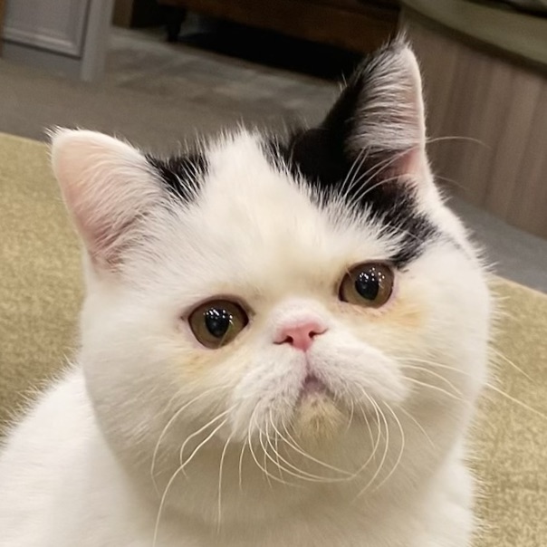 ぼたもち