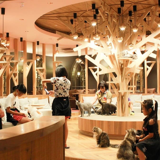 愛知・名古屋の動物カフェ「猫カフェMOCHA 名古屋栄店」