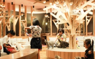 愛知・名古屋の動物カフェ「猫カフェMOCHA 名古屋栄店」